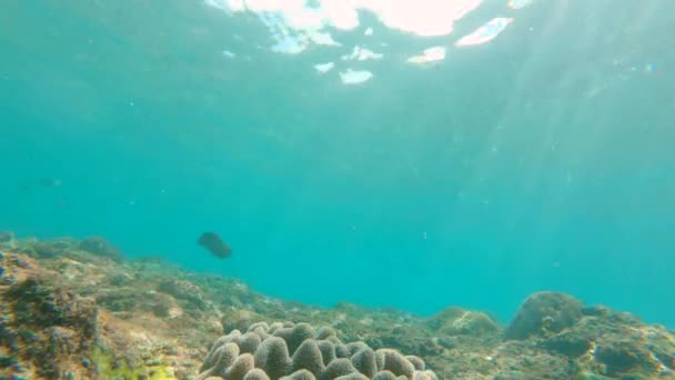 Undervattensliv. Massor av tropiska fiskar vid ett korallrev. Slowmotion skott — Stockvideo