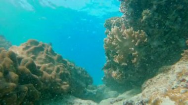 Su altı yaşamı. Mercan resiflerinde bir sürü tropikal balık var. Yavaş çekim.