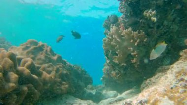 Genç erkekler, mavi okyanusta rengarenk balıklar ve deniz yaşamlarıyla sualtı mercan resiflerini araştırarak şnorkelle yüzerler. Yavaş çekim.