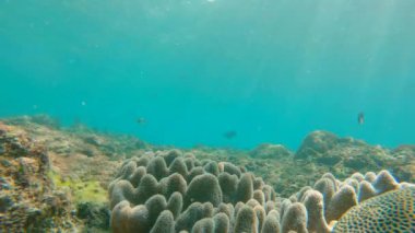 Su altı yaşamı. Mercan resiflerinde bir sürü tropikal balık var. Yavaş çekim.