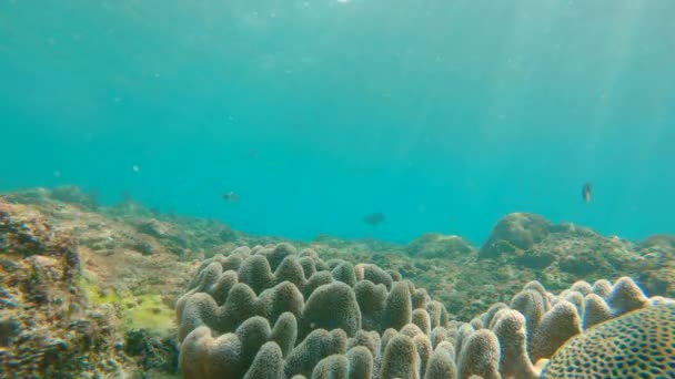 Vida subaquática. Muitos peixes tropicais num recife de coral. Tiro em câmara lenta — Vídeo de Stock