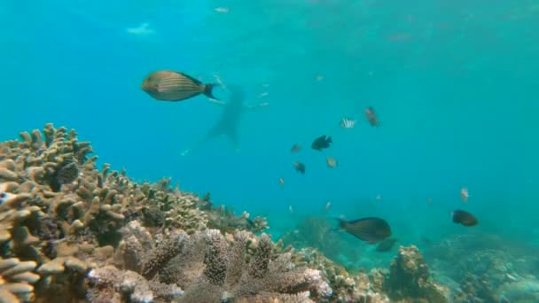 深海のサンゴ礁の風景をカラフルな魚や海洋生物でシュノーケリングしている若者たち。スローモーションショット — ストック動画