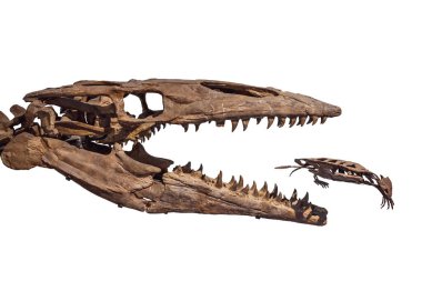 Eski dinozor iskeleti beyaza izole edilmiş. Tyrannosaurus Rex iskeleti