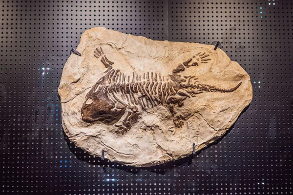 Old dinosaur skeleton on a black background. Tyrannosaurus Rex skeleton — Stock Photo, Image