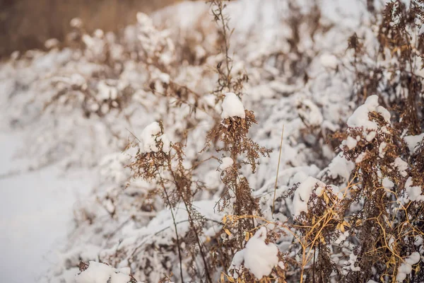Alberi e cespugli invernali pesantemente ricoperti di neve profonda. Inverno nevoso gelido — Foto Stock