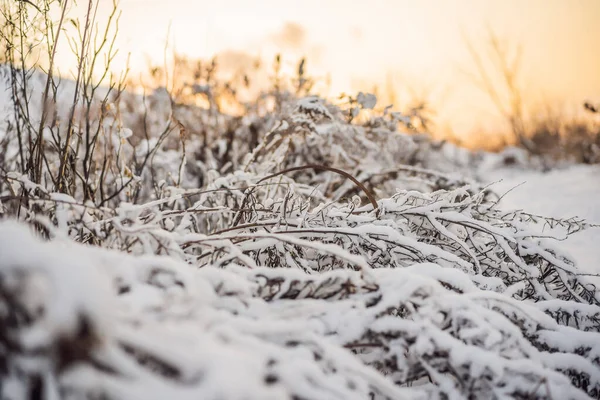 Árboles y arbustos de invierno fuertemente esparcidos con nieve profunda. Nieve helada invierno — Foto de Stock