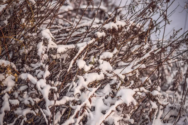 Zimowe drzewa i krzewy mocno zasypane głębokim śniegiem. Mroźna zima — Zdjęcie stockowe