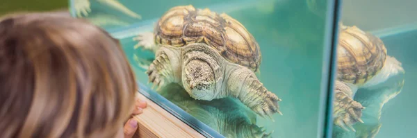 Menino admira tartarugas grandes em terrário através do vidro BANNER, LONG FORMAT — Fotografia de Stock