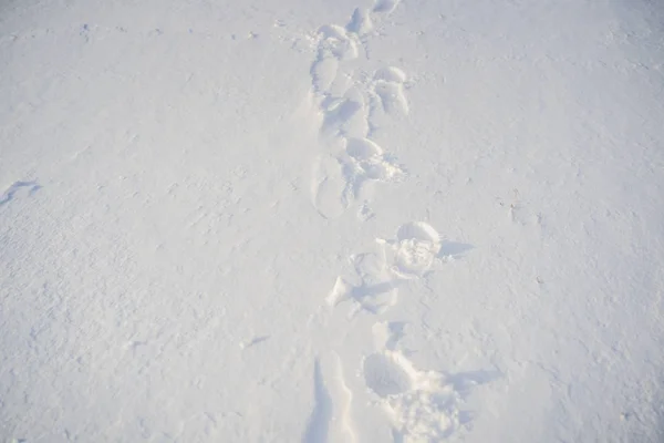 Footprints in the snow. Winter snow landscape