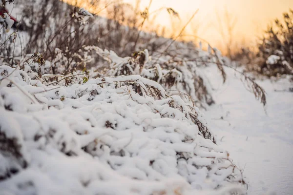 Alberi e cespugli invernali pesantemente ricoperti di neve profonda. Inverno nevoso gelido — Foto Stock