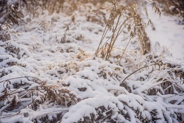 Alberi e cespugli invernali pesantemente ricoperti di neve profonda. Inverno nevoso gelido — Foto Stock