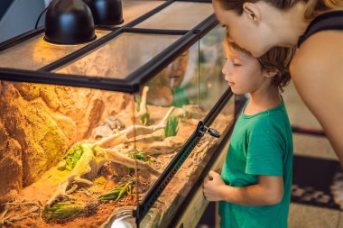 Little kid boy admire big turtles in terrarium through the glass clipart