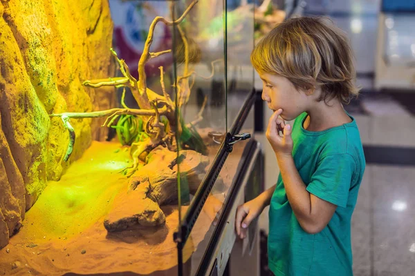 Μικρό αγόρι θαυμάζει τις μεγάλες χελώνες στο terrarium μέσα από το γυαλί — Φωτογραφία Αρχείου