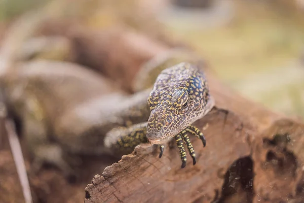 Grande lucertola iguana in terrario - sfondo animale — Foto Stock