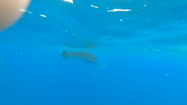 Una grande Manta nuota in un oceano blu chiaro — Video Stock