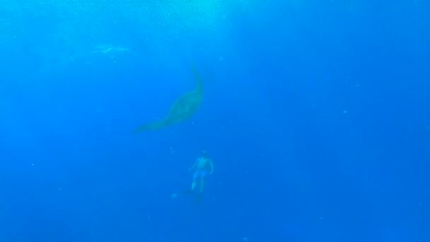 Açık mavi bir okyanusta yüzen büyük bir Manta. — Stok video