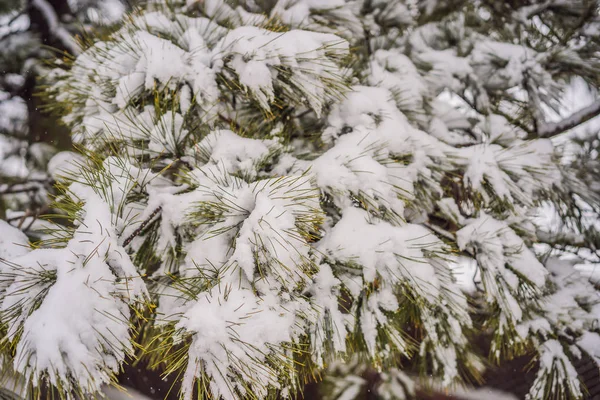 Alberi di abete nella neve nella foresta — Foto Stock
