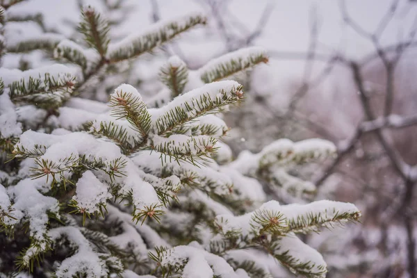 Abeto en la nieve en el bosque — Foto de Stock