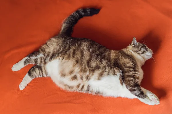 Gato muito gordo é obeso, encontra-se em um cobertor laranja — Fotografia de Stock