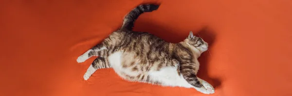 Gatto molto grasso è obeso, si trova su una coperta arancione BANNER, FORMATO LUNGO — Foto Stock