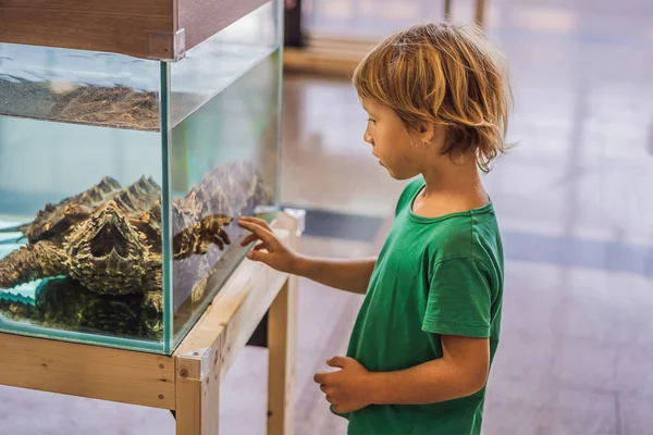Niño pequeño admirar grandes tortugas en terrario a través del vidrio — Foto de Stock