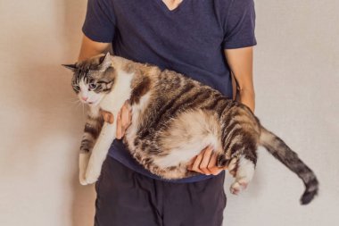 Çok şişman bir kedi sahibinin elinde obez olur.