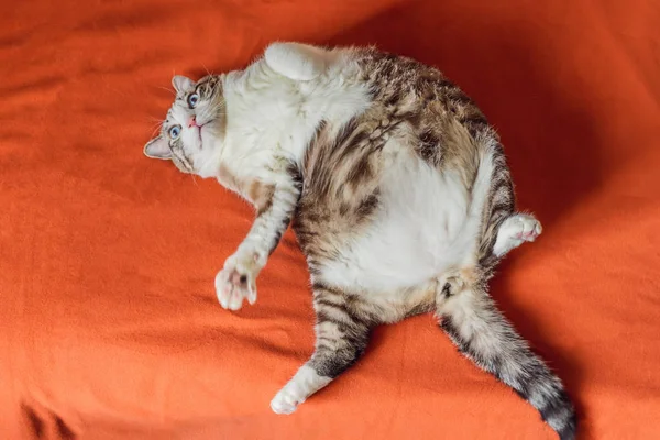 Bardzo gruby kot jest otyły, leży na pomarańczowym kocu — Zdjęcie stockowe