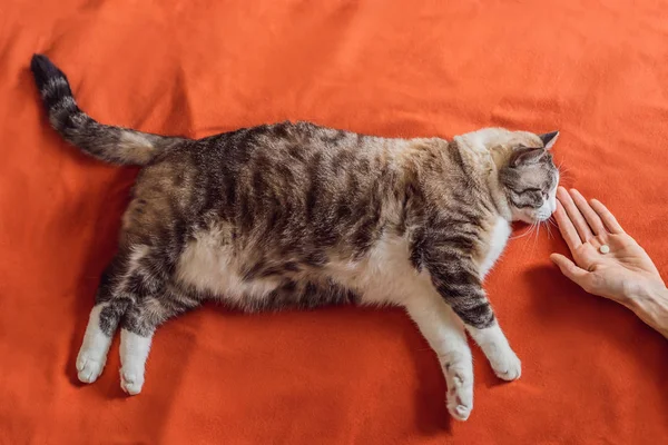 Толстоухий кот принимает лекарства, таблетки на оранжевом фоне — стоковое фото
