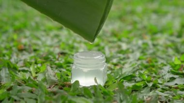 Küçük cam kavanoza düşen bir damla aloe suyu.
