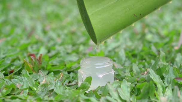 Vidéo en boucle - une goutte de jus d'aloès tombant dans le petit bocal en verre — Video