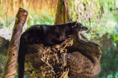 Asya Palm Civet yapımı Kopi luwak, Bali