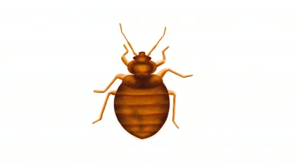 Animated clip of a bed bug on a white background — ストック動画