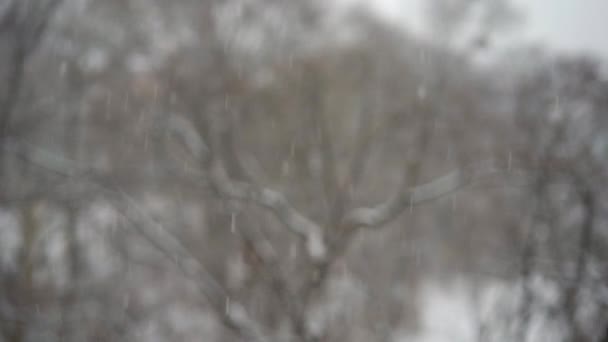 Uma forte queda de neve pela janela. Tiro em câmara lenta — Vídeo de Stock