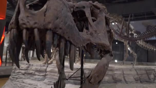 SEOUL, CORÉE - 28 AOÛT 2019 : Tyrannosaurus rex os du crâne de dinosaure — Video