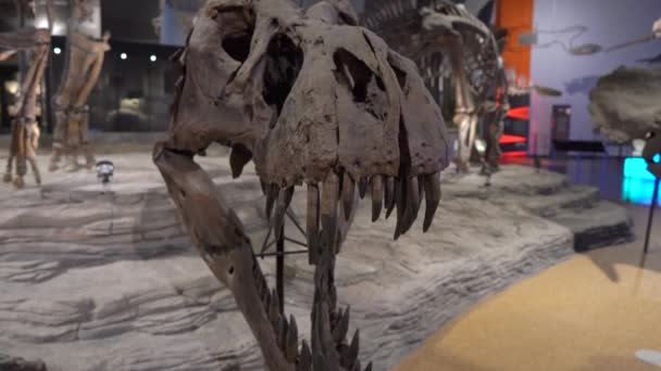 Seoul, Korea - 28 augustus 2019: Tyrannosaurus rex dinosaurus schedelbeenderen — Stockvideo