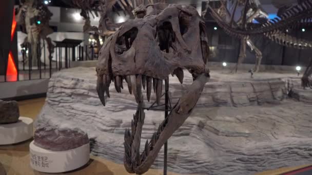 Soul, Korea - 28. srpna 2019: Tyranosaurus rex dinosaurus lebka kosti — Stock video