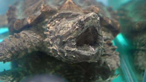 Alligator Snapping Turtle in a fish tank in a museum. Slowmotion shot — 비디오