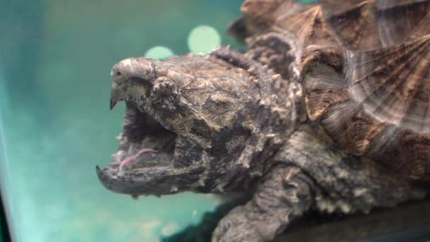 Alligator Snapping Turtle in a fish tank in a museum. Slowmotion shot — 비디오
