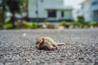 Dead rat on the pavement in the city