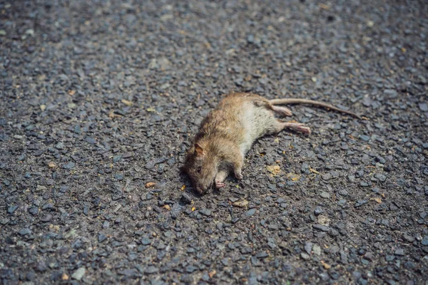 Dead rat on the pavement in the city — 图库照片