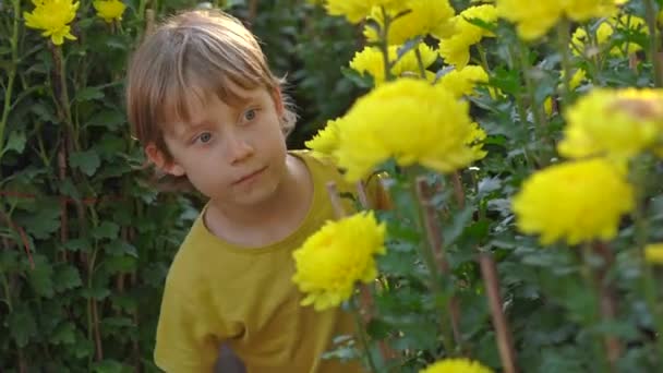 Un bambino si trova tra un sacco di fiori gialli che i popoli dell'Asia orientale crescono per celebrare un nuovo anno lunare. Viaggio in Asia concetto — Video Stock