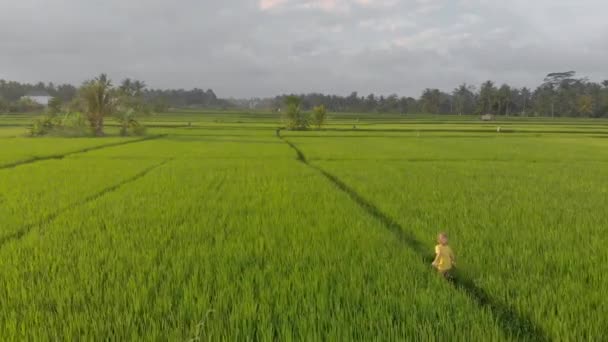 空中拍到一个小男孩穿过一片美丽的稻田。前往东南亚的旅行概念 — 图库视频影像