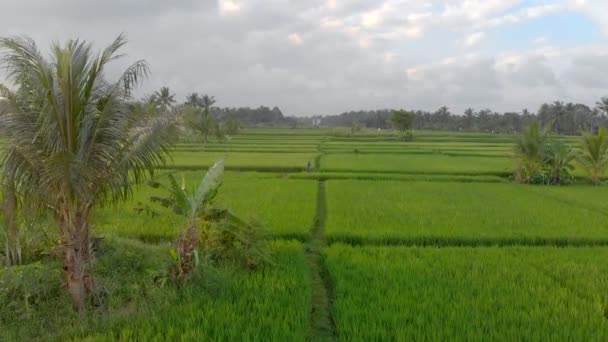 Аэросъемка красивого рисового поля на закате. Путешествие в Юго-Восточную Азию — стоковое видео