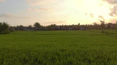 Gün batımında güzel bir pirinç tarlasının havadan çekimi. Güneydoğu Asya 'ya seyahat