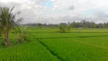 Gün batımında güzel bir pirinç tarlasının havadan çekimi. Güneydoğu Asya 'ya seyahat