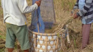 Çiftçiler pirinç tanelerini saplarından ayırırlar. Pirinç hasadı.
