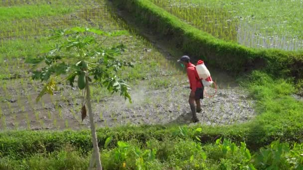 Bir insan pirinç tarlasını böcek ilacı ile tedavi eder. — Stok video