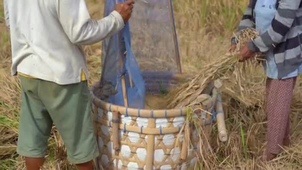 Los agricultores separan los granos de arroz de los tallos. Recolección de arroz — Vídeo de stock