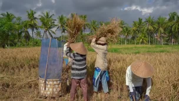 Boeren scheiden rijstkorrels van stengels. Rijst oogsten — Stockvideo