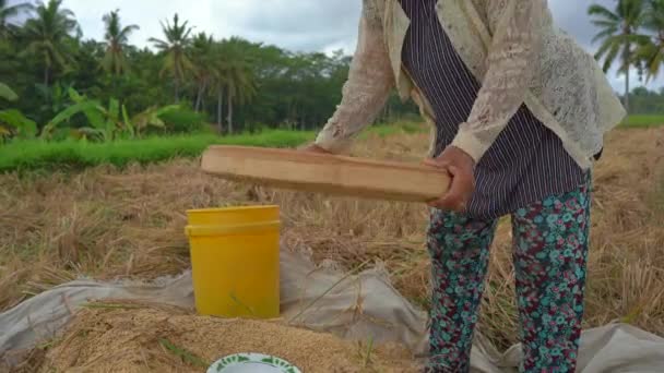 Os agricultores separam os grãos de arroz dos caules. Colheita de arroz — Vídeo de Stock